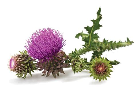 The primary gene protecting women from <b>breast</b> <b>cancer</b>, p53, is thought to be the most frequently mutated or altered gene. . Milk thistle and estrogen positive breast cancer